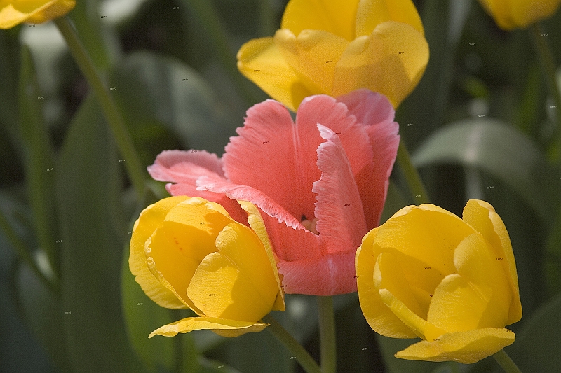 20060430-SpringFlowers-002-i9508x10